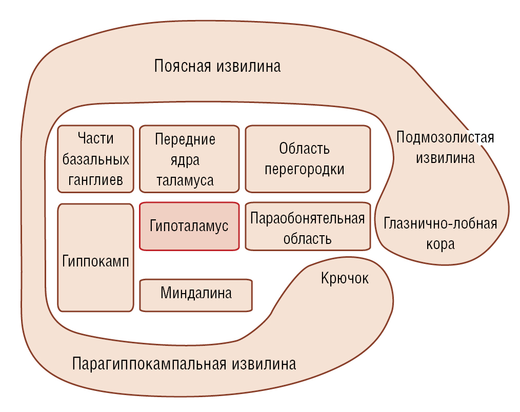 Ядра Миндалины – Telegraph